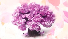 写真：特許製品「京の桜」